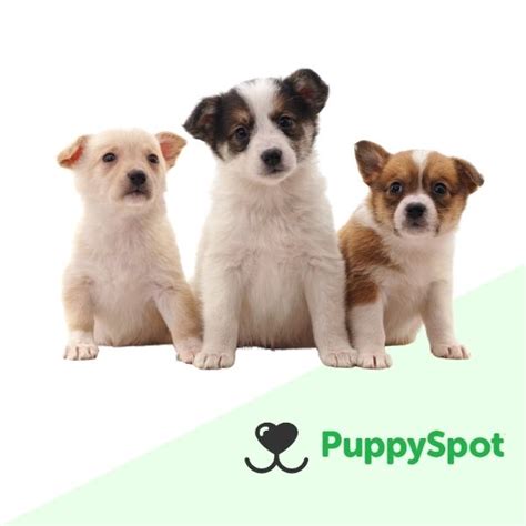 puppyspot reviews|is puppyspot a scam.